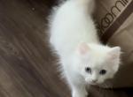 Paws - Ragdoll Kitten For Sale - Huntington Beach, CA, US