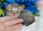 Black Golden tabby British Shorthair boy - British Shorthair Kitten For Sale - Spokane, WA, US