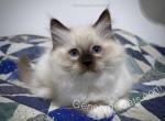 Snap - Ragdoll Kitten For Sale - Tuscaloosa, AL, US