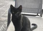 Shadow - Domestic Kitten For Sale - 