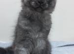 Zorina Star Black Smoke - Maine Coon Kitten For Sale - 