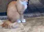 Pumpkin - Domestic Cat For Sale - 