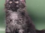 Poseidon  Black Smoke - Maine Coon Kitten For Sale - 