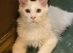 Snowman - Maine Coon Kitten For Sale - 