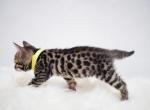 Sweet peas - Bengal Kitten For Sale - Arvada, CO, US