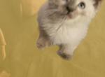 Toes - Siamese Kitten For Sale - Waupaca, WI, US