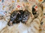 Bengal kittens available - Bengal Kitten For Sale - Marion, NY, US