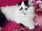 Black and white female - Persian Kitten For Sale - FL, US