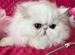 Coco - Persian Kitten For Sale - 