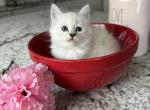 Siberian Silver Female - Siberian Kitten For Sale - 