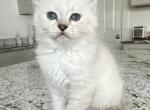 Siberian Female Silver - Siberian Kitten For Sale - VT, US