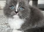 Siberian blue tuxedo - Siberian Kitten For Sale - VT, US