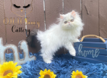 Tequila X Louie - Persian Kitten For Sale - Indianapolis, IN, US