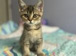 Mila - Scottish Straight Kitten For Sale - Miami, FL, US