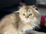 Nala - Scottish Fold Kitten For Sale - 