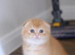 Orange - British Shorthair Kitten For Sale - Austin, TX, US