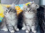 3kittens - Siberian Kitten For Sale - Gresham, OR, US