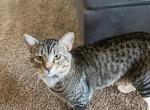 Simba Michael Tiger - Domestic Cat For Sale - West Richland, WA, US