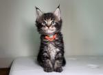 Jax - Maine Coon Kitten For Sale - New Park, PA, US