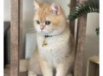 Lily - British Shorthair Cat For Sale - Rochester, MN, US