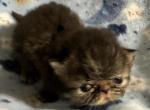 Little paws Edwin - Munchkin Cat For Sale - Miami, FL, US