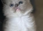 ON HOLD MINK kitten Kats Ravishing Ragdolls - Ragdoll Kitten For Sale - Lancaster, PA, US