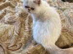 Star  exotic female shorthair - Exotic Kitten For Sale - Charlotte, NC, US