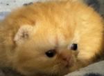 Little red fox - Exotic Kitten For Sale - Orlando, FL, US