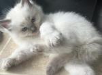 READY Elliot Kats Ravishing Ragdolls - Ragdoll Kitten For Sale - Lancaster, PA, US