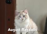 Ragdolls - Ragdoll Kitten For Sale/Service - 