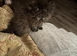 Willlow Black smoke - Persian Kitten For Sale - Charlotte, NC, US