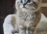 Seal mink lynx - Ragdoll Kitten For Sale - Farmville, VA, US