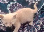 Tortoise shell calico - Ragdoll Kitten For Sale - 