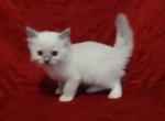 Blue Mitted Male in Molly's Litter - Ragdoll Kitten For Sale - Sumter, SC, US