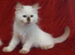 Chocolate Point Male in Rhapsody's Litter - Ragdoll Kitten For Sale - Sumter, SC, US