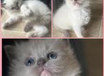 READY Ragdoll kittens Kats Ravishing Ragdolls - Ragdoll Kitten For Sale - 