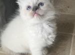 READY Ellie Kats Ravishing Ragdolls - Ragdoll Kitten For Sale - Lancaster, PA, US