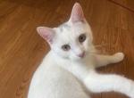 Cash - Domestic Kitten For Adoption - New York, NY, US