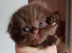 Waiting list is open - Scottish Fold Kitten For Sale - Los Angeles, CA, US