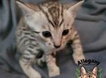 F6 SBT Silver Savannah Male Aang - Savannah Kitten For Sale - Warren, PA, US