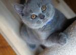 Oscar II - British Shorthair Kitten For Sale - WA, US