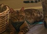 Cooper - Bengal Cat For Adoption - Anderson, CA, US