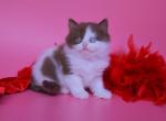 Yoco - British Shorthair Kitten For Sale - 