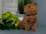 Salvador - Scottish Straight Kitten For Sale - Pembroke Pines, FL, US