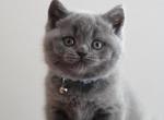 Tia - British Shorthair Kitten For Sale - WA, US