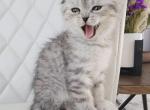 Maximum - Scottish Fold Kitten For Sale - Commerce City, CO, US