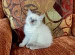 Stephen - Ragdoll Kitten For Sale - Los Angeles, CA, US