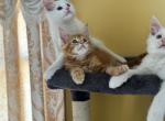 Kitty - Maine Coon Kitten For Sale - East Freehold, NJ, US