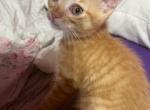 Kittens - Domestic Kitten For Sale - New York, NY, US