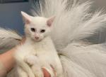 Litter 3 - Ragdoll Kitten For Sale - Charlotte, NC, US